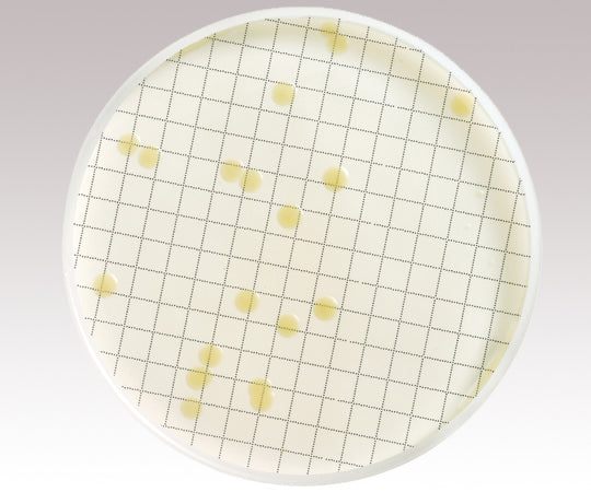 앰풀 배지 (일반 생균용) 1상자(50장입) MHA000P2T 1상자(50장입)