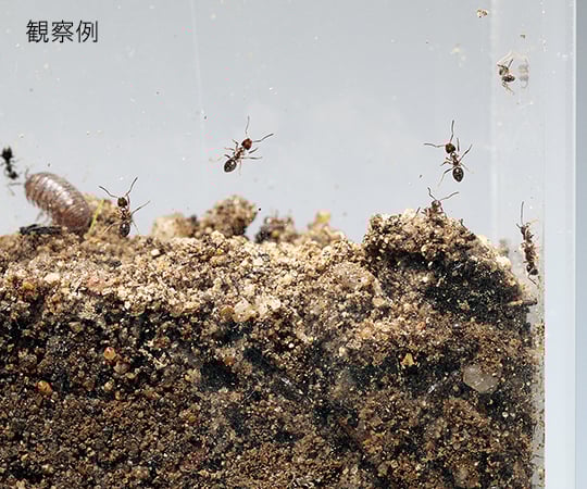 観察用アクリル水槽 薄型(180×40) 1個