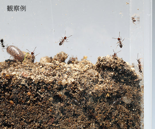 観察用アクリル水槽 薄型(150×30) 1個