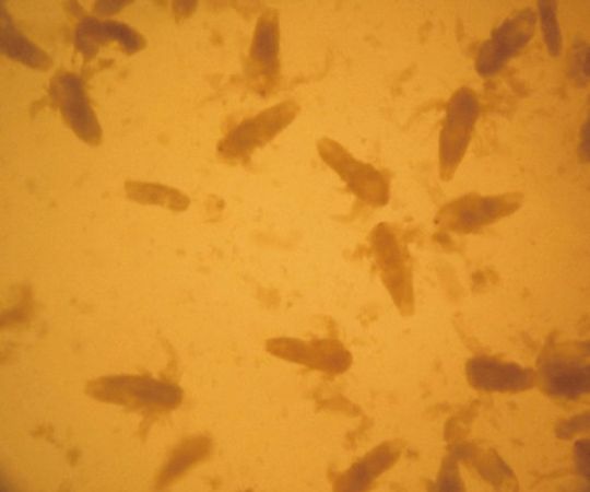 稚魚用飼料 20mL 1個