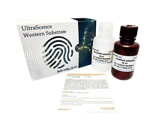 ウェスタンブロット検出試薬 picoレベル検出用基質 A液/B液各50mL入 CCH345-B100ML 1箱(2本入)