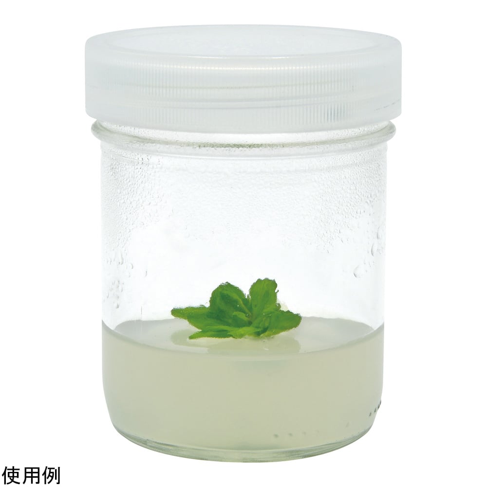 Plant culture container Glass container + non-vented lid 12 pieces C1892-12EA 1 box (12 pieces)