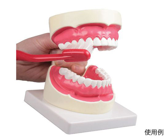 Tooth brushing model 100×140×90mm D217 1 set