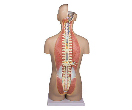 Built-in 27-section model B235 1 piece