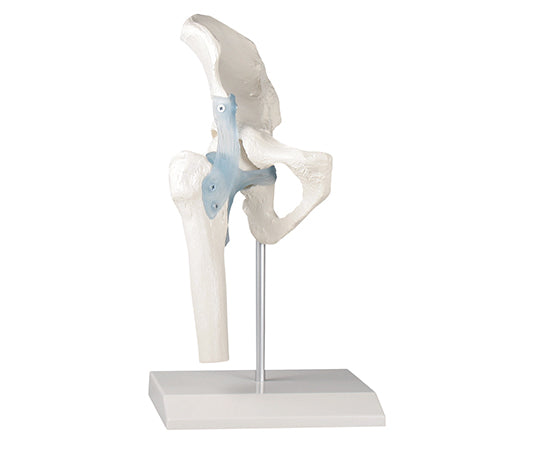 Hip joint model 4553 1pc