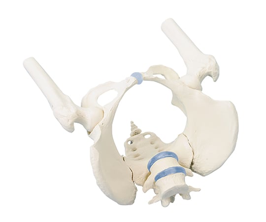 骨盤モデル 女性(大腿骨付) 4059 1個