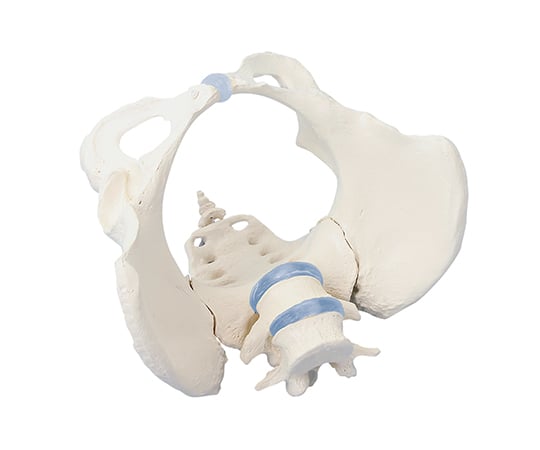 Pelvis model female 4058 1 piece
