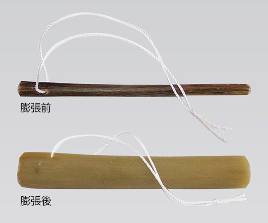 Japanese Laminaria Rod (Cervical Dilator) 1 box (12 pieces) LL (Thick) 1 box (12 pieces)