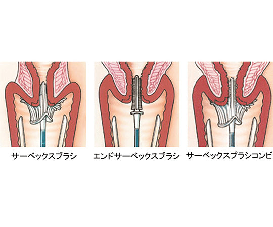 경부 경관 세포 채취 브러쉬 Cervex-Brush® 서벡스 브러쉬 1상자(100개입) 3060-000 1상자(100개입)