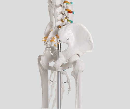 骨格モデル 178cm 2960 1個