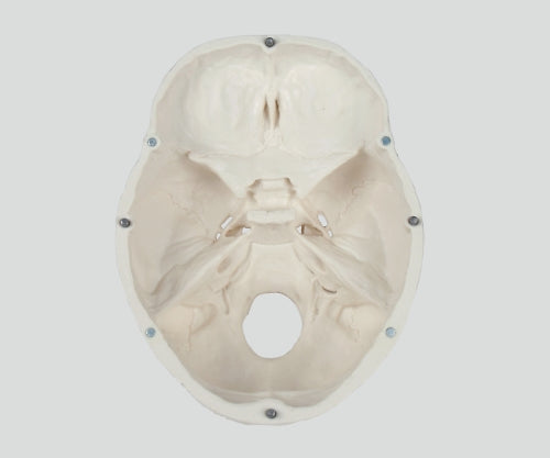 두개 3분해 모델 180×190×120 4500 1개