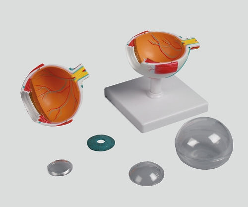 Eyeball 6-part model 100×100×120 F210 1 piece