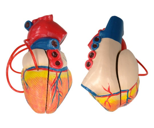바이패스 부착 심장 2분해 모델 80×80×140 G205 1개