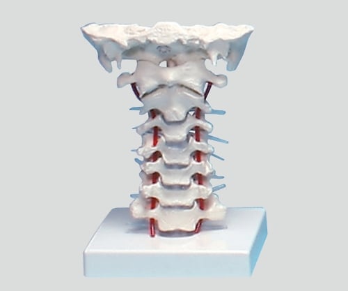Cervical vertebra model 180×160×125 4073 1 piece
