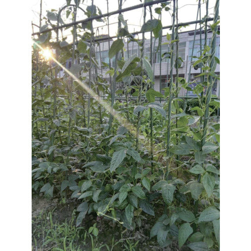 TRUSCO 【매진 폐번】 원예 지주 16mm × 900mm TCSN-16-90 1 개