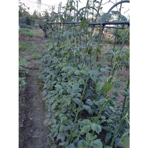 TRUSCO 【売切廃番】アーチ支柱 Φ11mm×260mm×1200mm TU-11-120 1 本