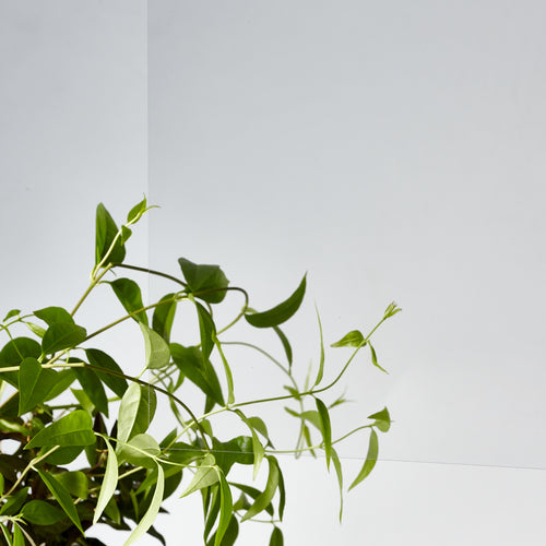 アクリサンデー サンデーシート透明910x300x0.5mm 100-SN-0.5 1枚