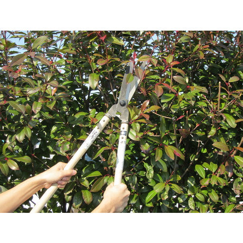 Hagane Hedge Shears with Steel Attachment, 1.5 inch Oak Handle Case A-51 1 pc