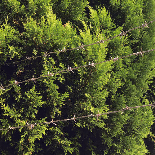 DAIDОHANT ユニクロ 有刺鉄線 #16−20M 00055781 1 巻