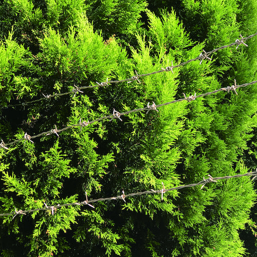 DAIDОHANT カラー 有刺鉄線 #14X20M 10155792 1 巻