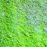 azuma CH865 아즈마직 이끼 제거제 704874030 1개