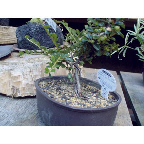 TRUSCO アルミ線 ブロンズタイプ 1mm TAW-10BZ 1 巻