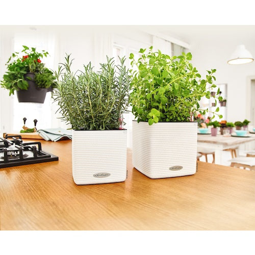 レチューザ 底面給水プランター キューブカラー14 ホワイト 13380 1 個