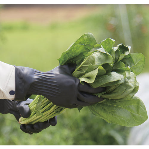 トワロン 天然ゴム手袋 ノーテ M 221-M 1 双