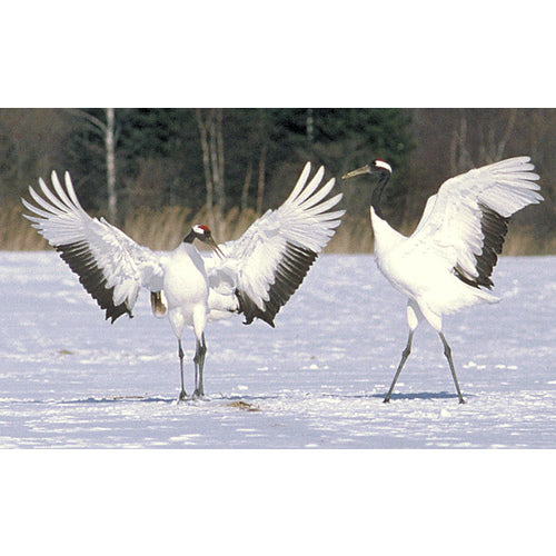 池田レンズ コンパクト 双眼鏡 8x21 811R 1 個