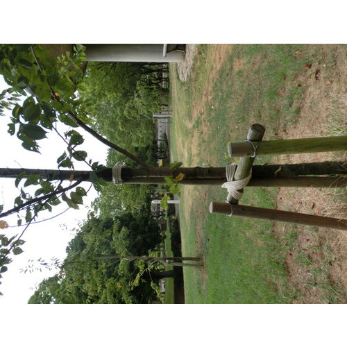 TRUSCO Cotton Rope, 3-strand, Wire diameter 6mm x Length 20m, R-620M, 1 roll