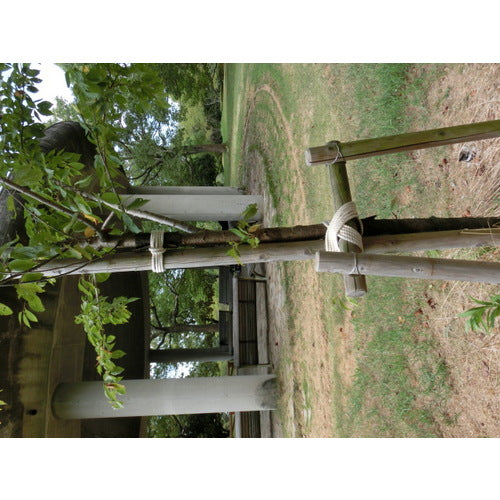 TRUSCO Cotton Rope, 3-strand, Wire diameter 6mm x length 30m, R-630M, 1 roll