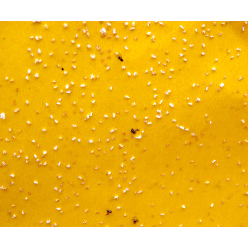 IVY NEW Mushi Bang Bang Yellow 20 pieces/bag IVY112 1 bag