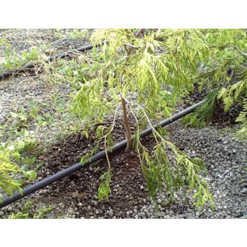 Globen 16mm drip tube 500mm pitch (100m roll) C10DR501 1 roll