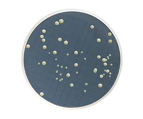 m-Green Liquid Medium Ampoule 2mL Yeast and Mold 50x1ST 1 Box (50 Pieces) MHA000P2M 1 Box (50 Pieces)