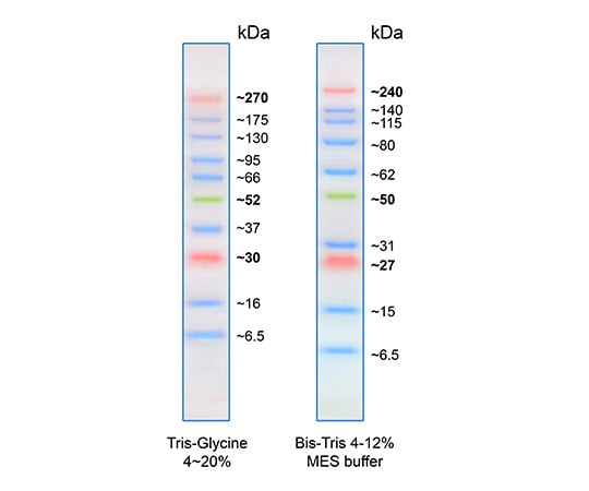 BLUltra Prestained Protein Ladder Protein Ladder Marker PMB01-0500 1 piece