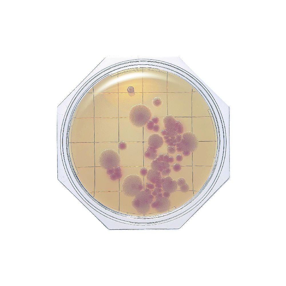 Clean Stamp 25 CP Sabouraud Agar (for fungi) 30 sheets 06795 1 box (3 sheets x 10 bags)