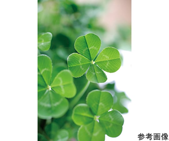 みつかる四葉クローバー栽培セット GD-592 1個