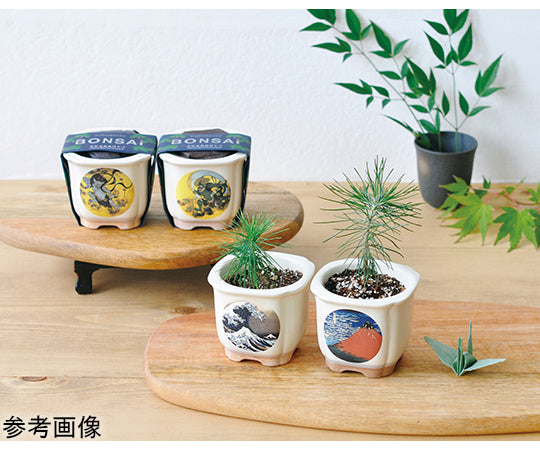 JAPANESE BONSAI Namifuji GD-64003 1 piece