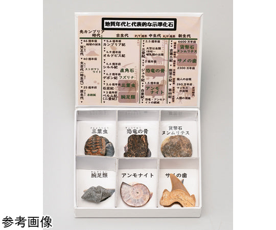 미니 표본 시리즈 시준 화석 6종 세트(고등학교용) 1상자