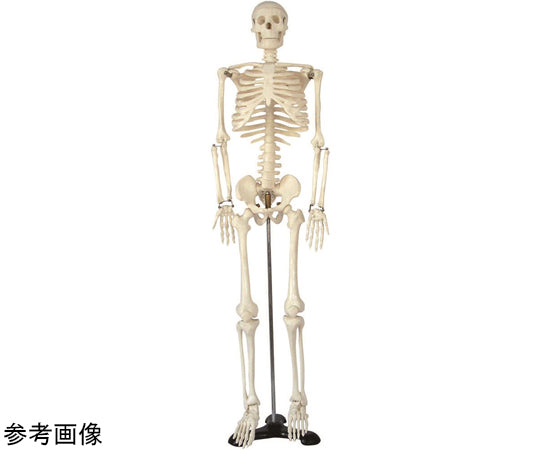 Small human skeleton model 250-002 1 unit