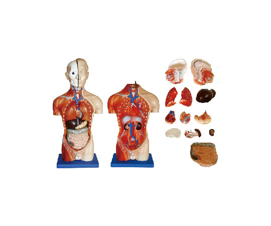 Small human anatomical model Torso (42cm) 250-003 1 unit