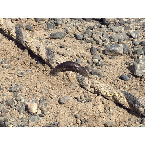 Yutakamake Metal fittings U-shaped drive-in hook 8φ×250mm KG-28 1 piece