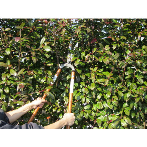 鋼典 刈込鋏 安来鋼付本職用門型2尺赤樫柄入 A-14 1 丁