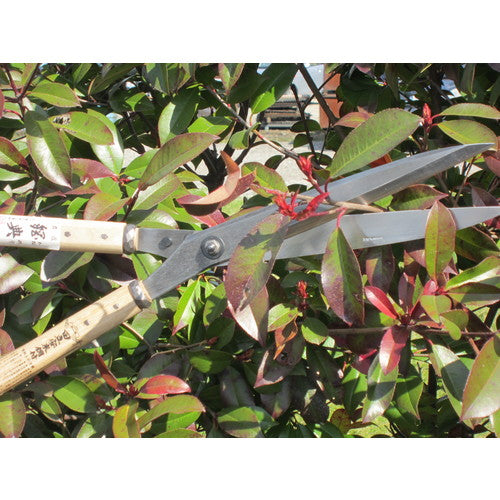 鋼典 刈込鋏 安来鋼付ネジ式トメ付 1尺樫 和釘打桂コブ柄 A-71 1 丁