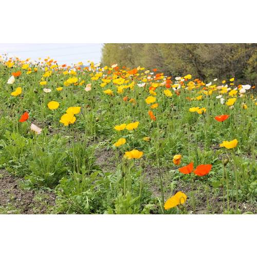 ハイポネックス 緑化培養土 (1袋入) H005901 1 個