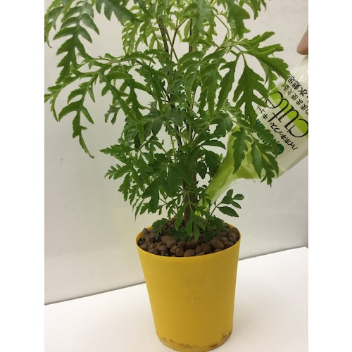 ハイポネックス 水栽培用活力剤 キュートハイドロ水栽培用 H016415 1 本