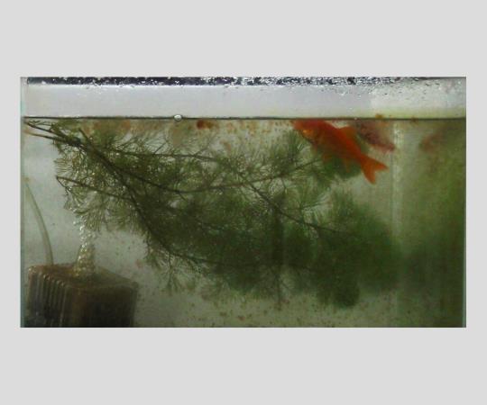 Antibacterial, anti-algae and anti-fungal agent (KENIFINE(TM)) L 1 piece