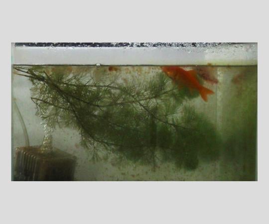 抗菌防藻防かび剤（KENIFINE（TM））　S 1個