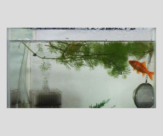 Antibacterial, anti-algae and anti-fungal agent (KENIFINE(TM)) M 1 piece