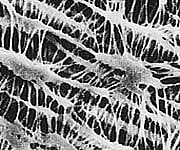 オムニポアTM　メンブレン（水系、溶媒系両用）　5μm×φ25mm　100枚入　JMWP02500 1箱(100枚入)